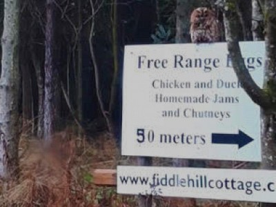 Fiddle hill owl
